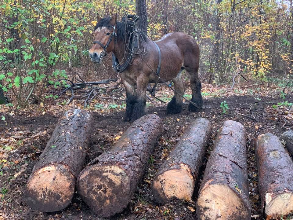 Horse Ardennes